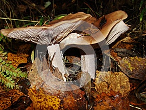 Gymnopus ocior mushroom on an old stump, closeup. The Butter Cap Rhodocollybia butyracea is an edible mushroom , stacked macro