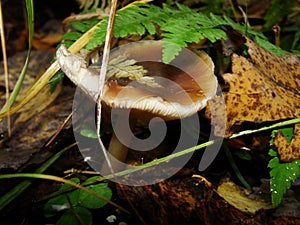 Gymnopus ocior mushroom on an old stump, closeup. The Butter Cap Rhodocollybia butyracea is an edible mushroom , stacked macro