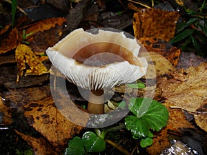 Gymnopus ocior mushroom on an old stump, closeup. The Butter Cap Rhodocollybia butyracea is an edible mushroom , stacked macro