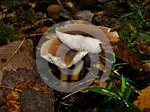 Gymnopus ocior mushroom on an old stump, closeup. The Butter Cap Rhodocollybia butyracea is an edible mushroom , stacked macro