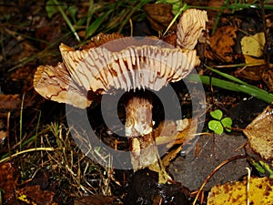 Gymnopus ocior mushroom on an old stump, closeup. The Butter Cap Rhodocollybia butyracea is an edible mushroom , stacked macro