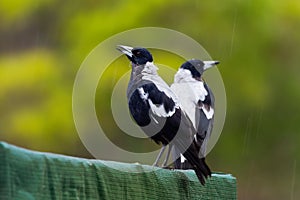 Gymnorhina tibicen - Australian Magpie in the rain