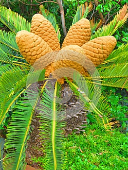 Gymnosperm cones on cycad, Pretoria, South Africa