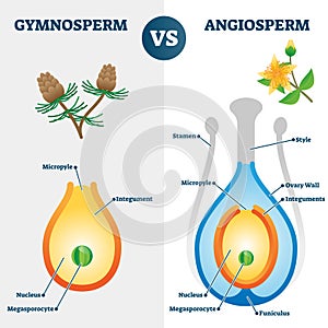 Gymnosperm vs angiosperm vector illustration. Labeled educational scheme.