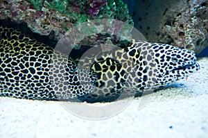 Gymnothorax favagineus - laced moray