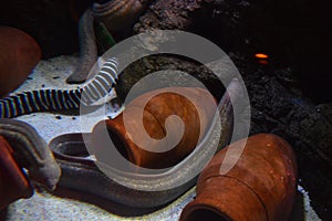 Gymnothorax fish in aquarium, Muraenidae family, photo