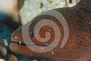 Gymnothorax javanicus - Moray eel - Red Sea