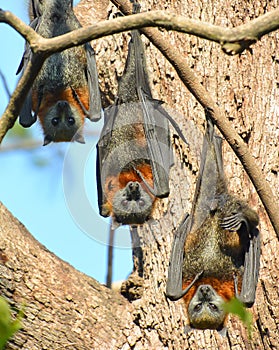 Grey-headed flying foxes roost upside down photo