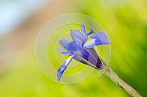 Gynandriris sisyrinchium photo