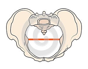 Gynecoid Pelvis Shape with Round / Circular shape