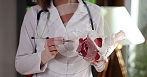 Gynecologist shows bones of female pelvis closeup