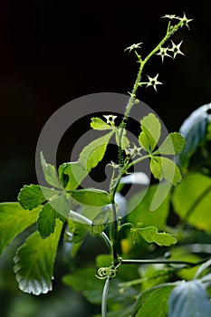 Gynostemma pentaphyllum jiaogulan