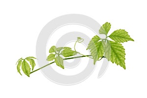 Gynostemma pentaphyllum or jiaogulan branch green leaves isolated on white background with clipping path