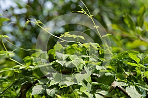 Gynostemma pentaphyllum or jiaogulan branch green leaves on nature background