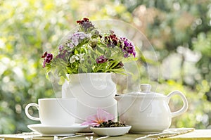 Gynostemma pentaphyllum (Thunb.)