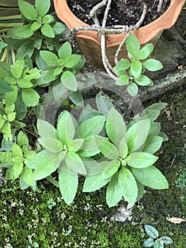 Gynura divaricata plant.