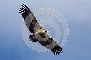 Gyps fulvus in Alcoy with outstretched wings photo