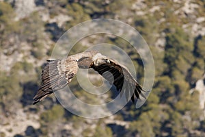 Gyps fulvus flapping wings during flight in Sierra de Mariola natural park