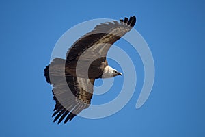 Gyps fulvus flying with perfect details of the wings photo