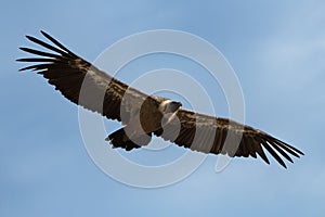 Gyps Fulvus flying with sky background with clouds in Alcoy, photo