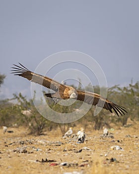 Gyps fulvus or griffon vulture or eurasian griffon in flight with full wingspan at dumping yard of jorbeer conservation reserve