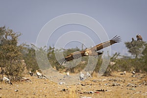 Gyps fulvus or griffon vulture or eurasian griffon in flight with full wingspan at dumping yard of jorbeer conservation reserve
