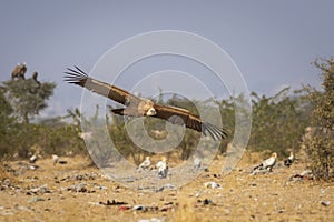 gyps fulvus or griffon vulture or eurasian griffon in flight with full wingspan at dumping yard of jorbeer conservation reserve