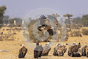 gyps fulvus or griffon vulture or eurasian griffon flying with full wingspan near flock or family at jorbeer conservation reserve