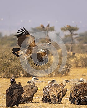 gyps fulvus or griffon vulture or eurasian griffon flying with full wingspan near flock or family at jorbeer conservation reserve