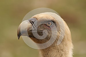 Gyps fulvus griffon vulture head portrait