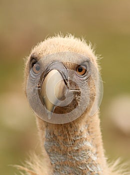 Gyps fulvus griffon vulture head portrait photo