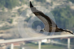 Gyps fulvus seen from the side photo