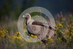 Gyps fulvus. The wild nature of Bulgaria. Free nature. A beautiful picture of nature. Rhodopes. Big bird. Mountains in Bulgaria. E