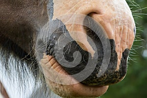 Gypse horse close-up