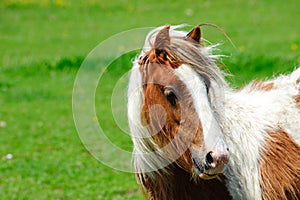 Gypsies horse