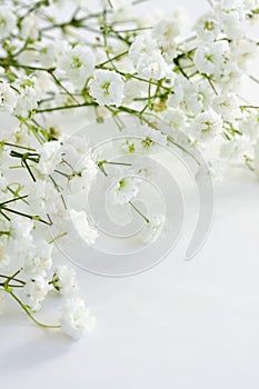 Gypsophila photo