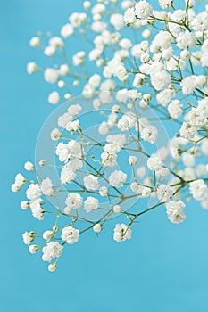 Gypsophila photo