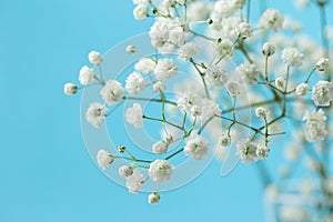 Gypsophila photo