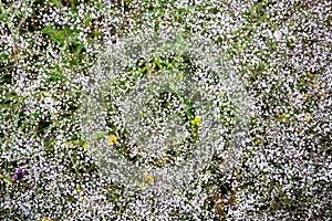 Gypsophila also known as baby`s-breath, or babe`s breath flowers closeup