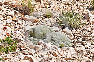 Gypsophila aretioides on limestone rocks bed