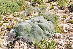 Gypsophila aretioides on limestone rocks bed photo