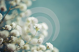 Gypsophila (Baby's-breath flowers) photo