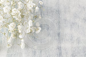 Gypsophila (Baby's-breath flowers), light, airy masses of small white flowers