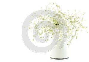 Gypsophila (Baby's-breath flowers), light, airy masses of small white flowers, process high key.