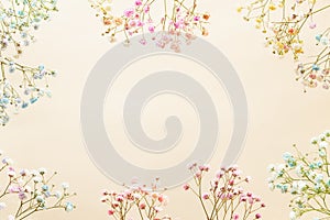 Gypsophila Baby`s-breath flowers on pastel background