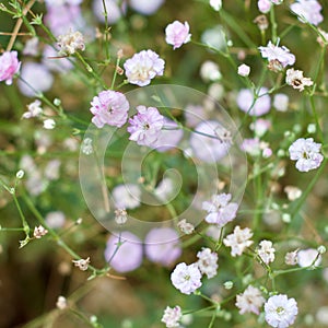 Gypsophila Belton House