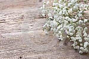 Gypsophila