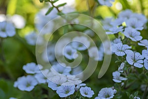 Gypsophila cerastoides ground covering white flowers in bloom, beautiful petal creeping flowering Chickweed Babys breath plant