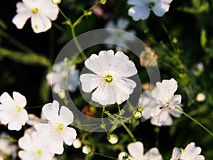 Gypsophila elegant