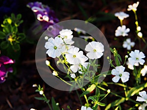 Gypsophila elegant